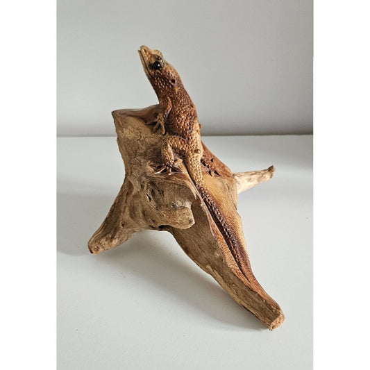 Hand Carved Wooden Gecko Ornament/Sculpture